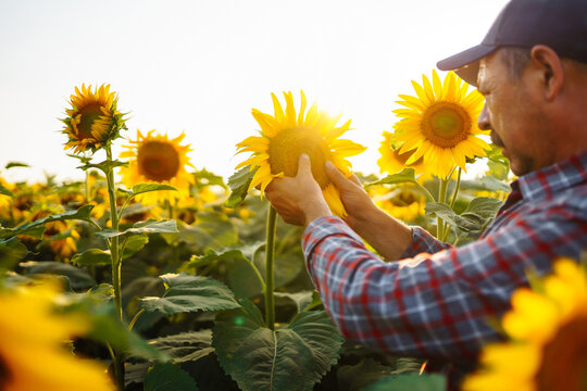Farmer in the sunflower field.  Farmer examining crop of sunflowers in field. Organic and natural floral background. Harvesting, organic  concept.