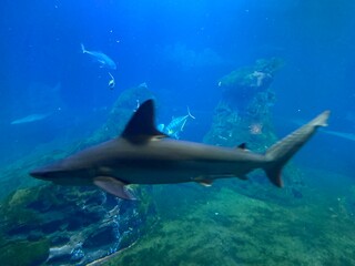 Naklejka premium Baby shark in aquarium