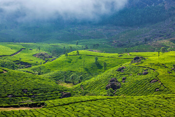 India landscape - Green tea plantations. Munnar, Kerala state, India