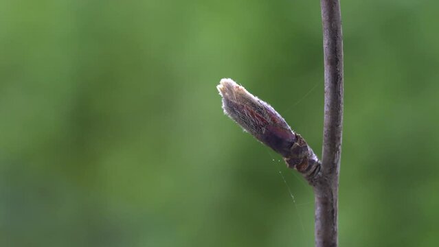 Rowan budding in spring (Sorbus aucuparia) - (4K)