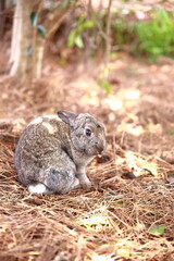 Wild rabbits in the park