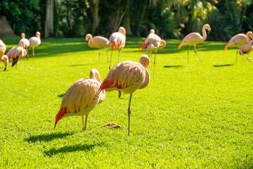 Pink flamingos standing in green grass.