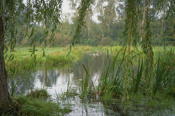 Łąka zielona i kanał przez nią płynący. Na pierwszym planie gałęzie wierzby płaczącej. Mokry, pochmurny dzień.