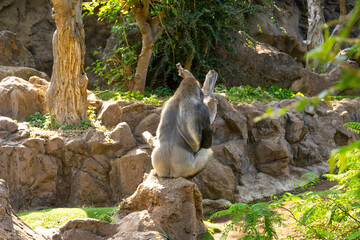 Gorilla sitting on rock. Silverback Gorilla with rocky background. 