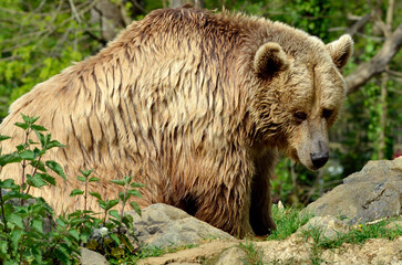 Closeup Grizzly Bear (Ursus arctos horribilis) among vegetation