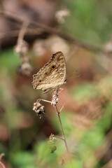 A brown butterfly perched on a stick
