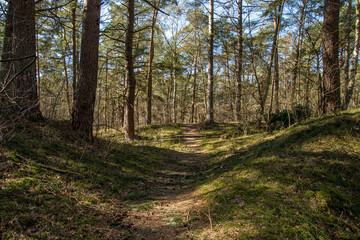 Obraz premium Rundweg durch Kiefernwald im Naturschutzgebiet Besenhorster Sanddünen in Geesthacht