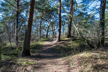Fototapeta premium Rundweg durch Kiefernwald im Naturschutzgebiet Besenhorster Sanddünen in Geesthacht
