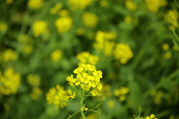 봄을 알리는 봄의 전령사 꽃 Spring's messenger flower