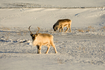reindeer in its own environment in svalbard