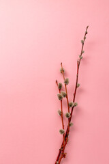 Pussy willow twigs on a pink background with copy space or empty text place. Easter holiday greeting card. Religion spring mockup design. Vertical postcard. Gentle natural template. Springtime layout © Hanna