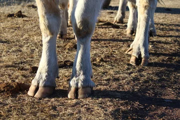 Gordijnen Hooves hoof cow legs © Tungalag