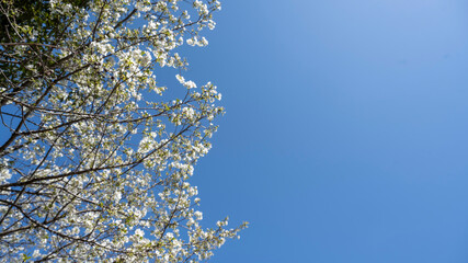桜と青空