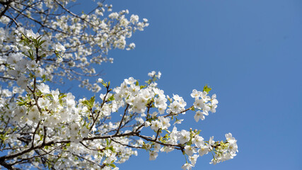 桜と青空