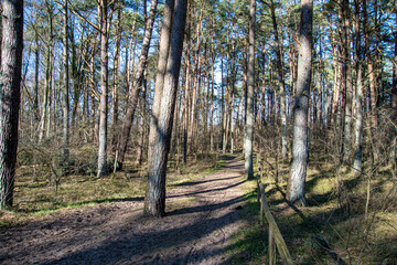 Rundweg durch Kiefernwald im Naturschutzgebiet Besenhorster Sanddünen in Geesthacht