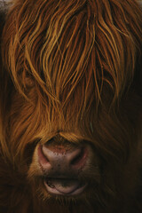 Schotse Hooglanders (Highland Cattle)