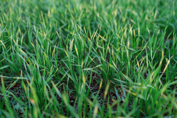 green wheat in the field close up