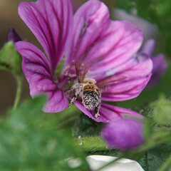 Biene bei der Arbeit 03