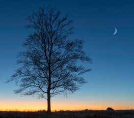 Fototapeta premium Lonely tree at dusk.