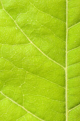 Fototapeta na wymiar Green leaf close up