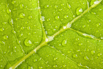Green leaf with water droplets