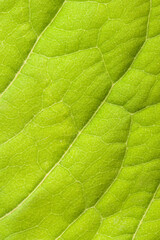 Obraz premium Green leaf close up