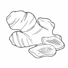 Ginger root plant. Hand drawn sketch vector illustration isolated on white. Spicy herbs. Ginger Doodle design cooking ingredient for food. Seasoning spice herb.