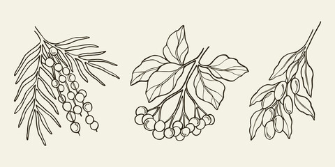 Set of hand drawn acai, elderberry, goji. Botanical illustration
