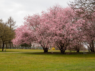 Obraz premium Branch with Cherry Flowers close-up. Blossoming cherry tree. Cherry flowers.