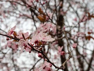 Branch with Cherry Flowers close-up. Blossoming cherry tree. Cherry flowers.