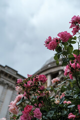Blooming roses on a blurred background of a city street
