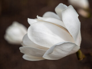 Plakat Magnolia bloom in spring. delicate magnolia flowers bathed in sunlight.