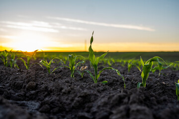 Young green corn in fertile soil field in sunset.