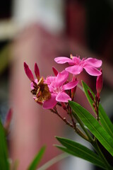 Nerium oleander (also called oleander, nerium, bunga mentega, bunga jepun) on the tree. Oleander sap can cause skin irritations, severe eye inflammation and irritation, and allergic reactions