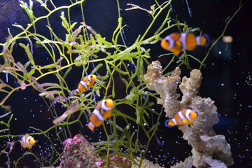 poisson-clown
