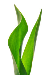 Two bright beautiful green tulip leaves close-up on a white isolated background