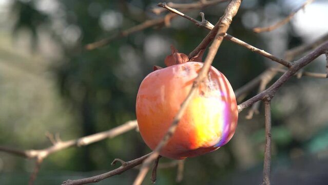 Winter Oriental persimmon (Diospyros lotus) on a naked branch, subtropical fruits. Sunny rainbow highlights