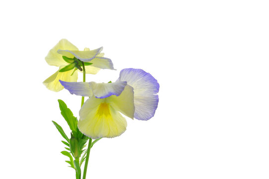 Two pansy flowers yellow blue with green leaves close up on a white isolated background