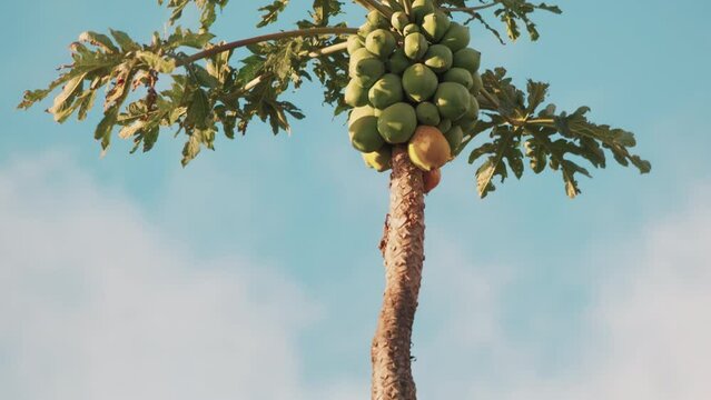 Exotic Papaya Fruits Tree with juicy fruits
