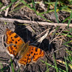 Polygonia c-album - Comma - Robert-le-Diable