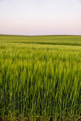 Rich harvest concept. Agriculture. Close up of juicy fresh ears of young green barley on nature in summer field with a blue sky. Background of ripening ears of barley field.