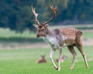 Naklejka na ściany i meble Fallow deer stag (Dama dama) walks through a clearing, Norfolk, UK.