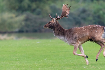 Fallow deer stag (Dama dama) running, Norfolk, UK.