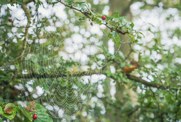 Fototapeta Mokra pajęczyna na drzewie, rozmyte tło bokeh. Deszczowy poranek w parku. obraz