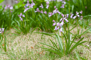 ヒヤキンソイデスの花