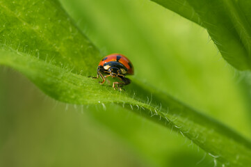 Small  ladybird sitting on the edge of leaf in green jungle at spring season