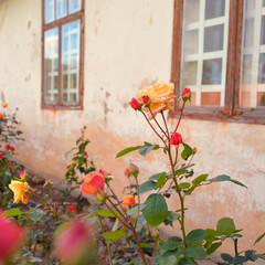 Blooming flowers of a modern English hybrid tea rose. Traditional stone house with a rustic wooden...