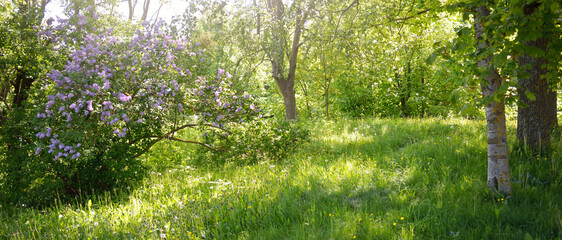 Blooming lilac tree in a green deciduous forest park on a sunny spring day. Soft golden sunlight, sunbeams. Panoramic view. Nature, flowers, botany, flora, environmental conservation, ecology