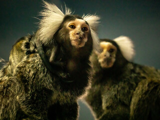 コモンマーモセット