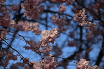 Baum mit rosa Blüten